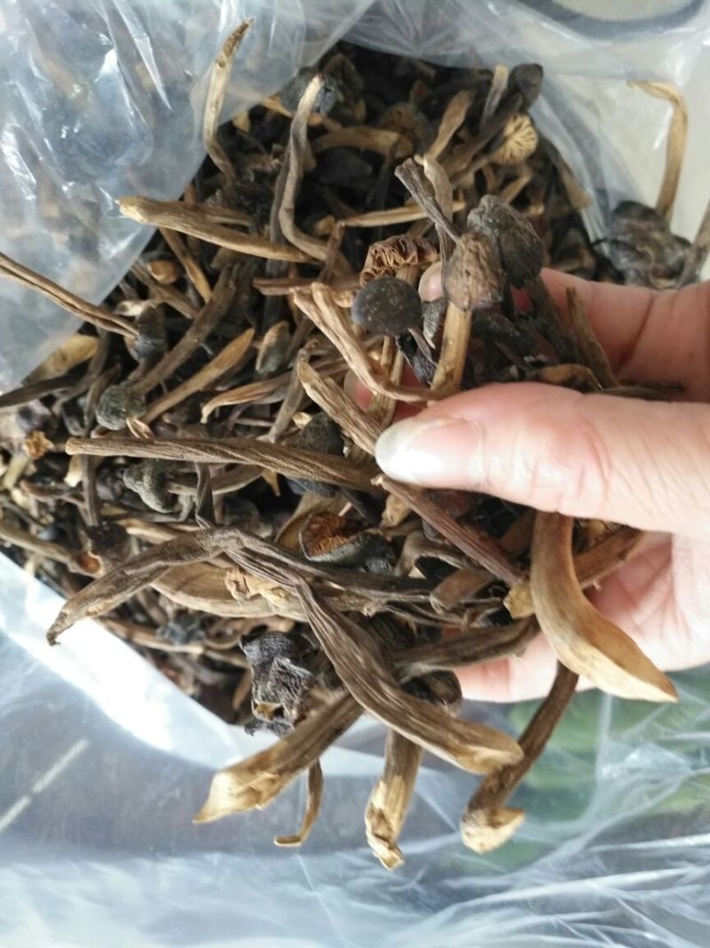 鸡枞菌干货
