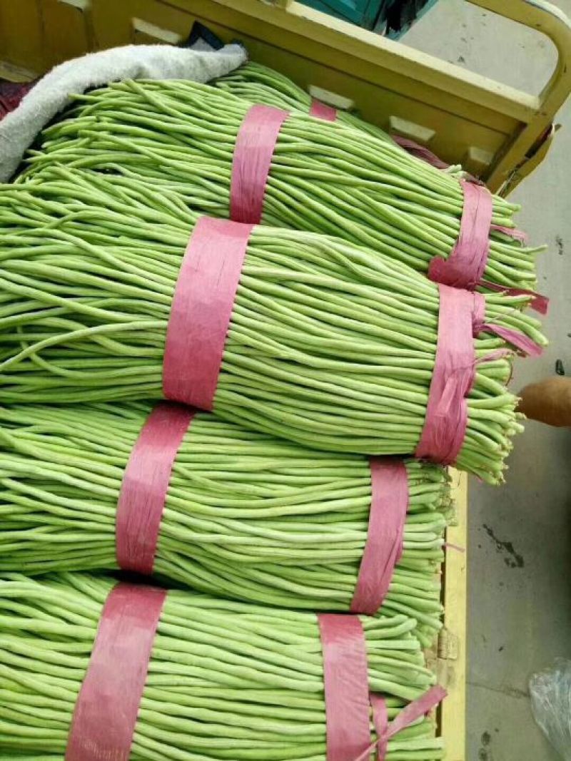 精品长豆角60厘米以上保质保量保服务量大从优