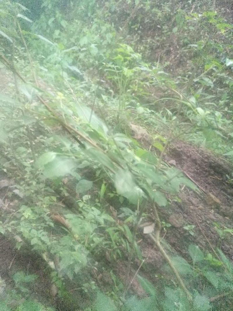 树叶豆腐