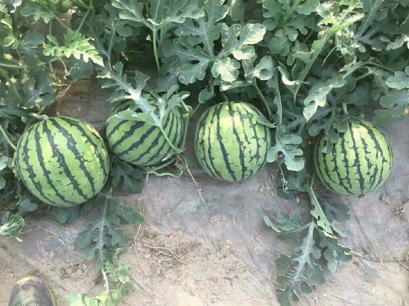 西瓜**日期量大从优电商供货