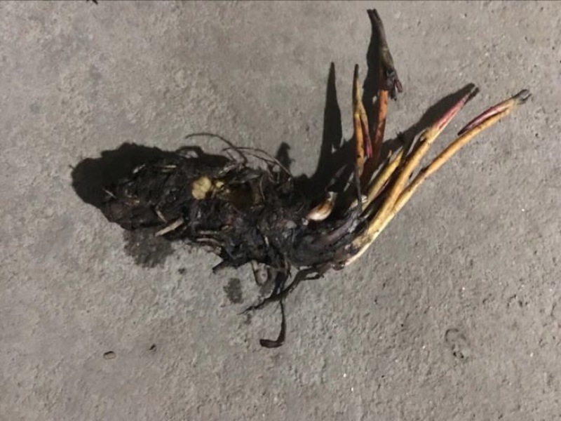 睡莲种苗地栽苗睡莲盆栽20厘米左右基地现挖苗