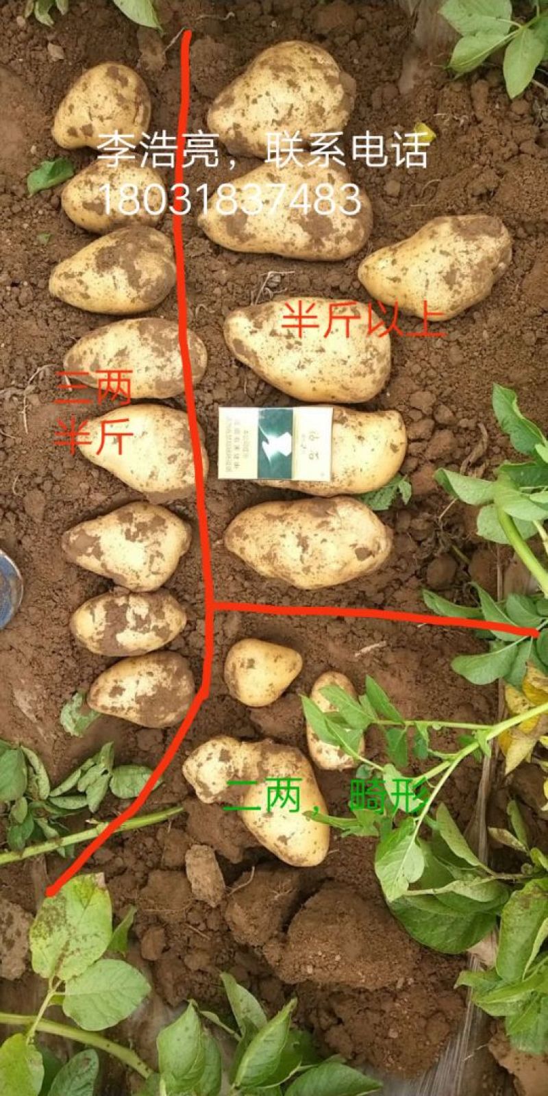 河北土豆
