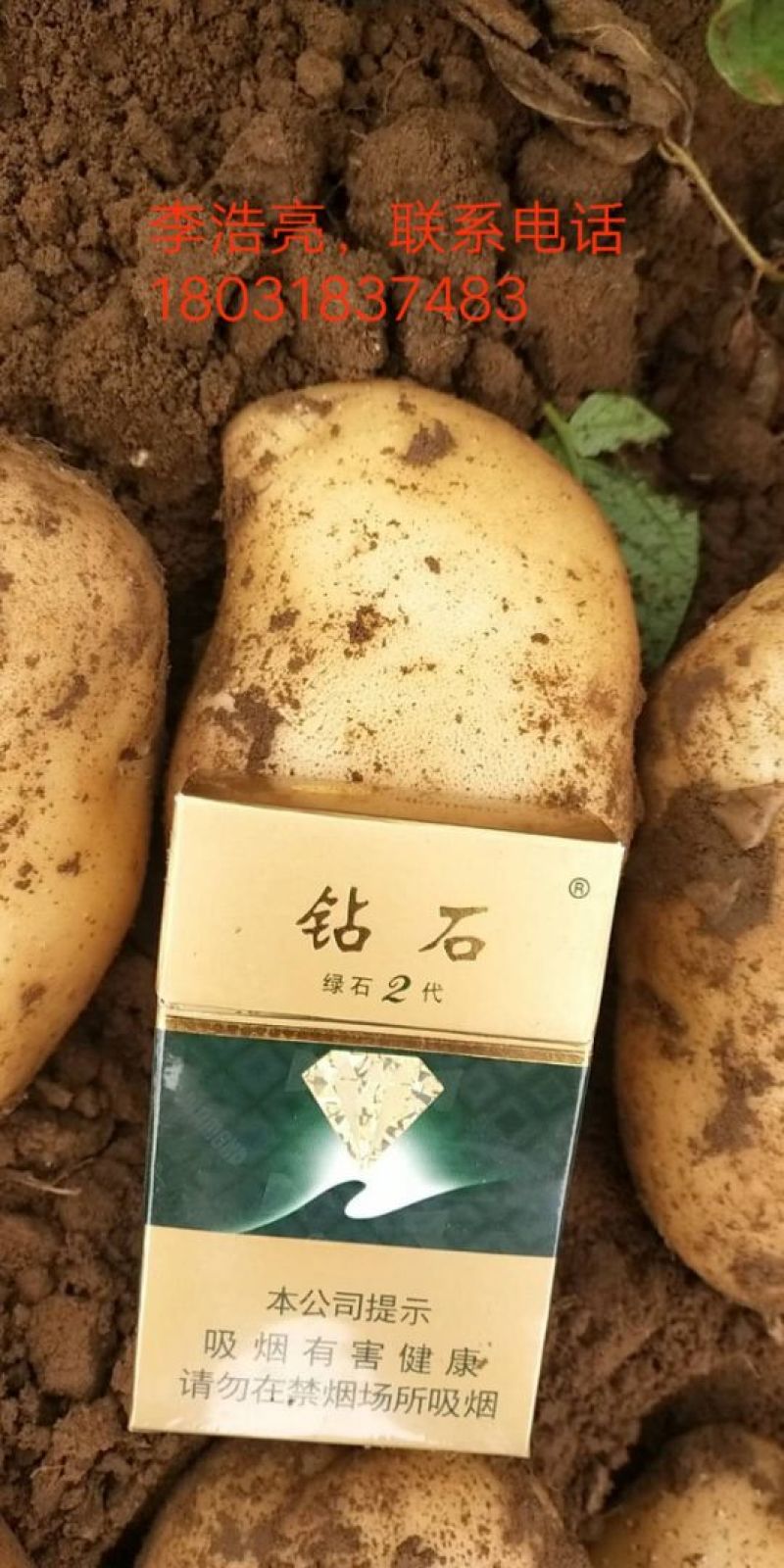 河北土豆