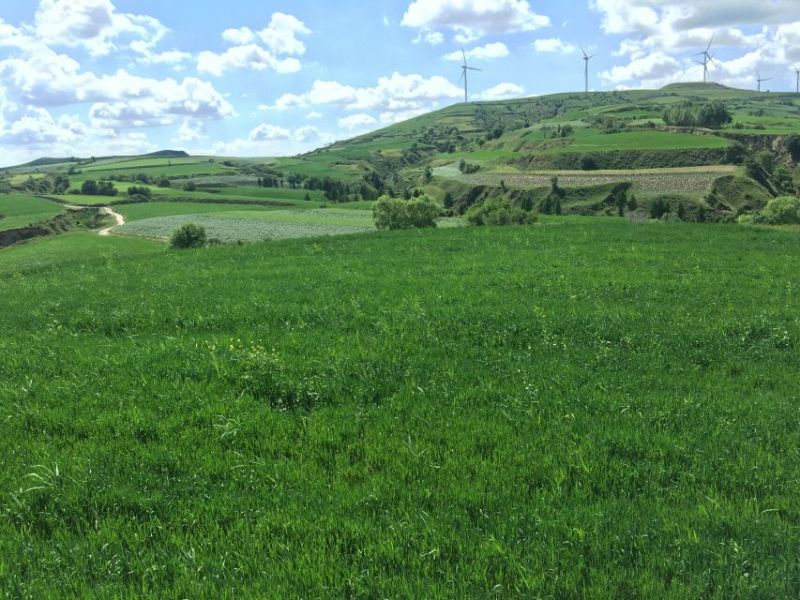 基地直供亚麻籽油（胡麻油）