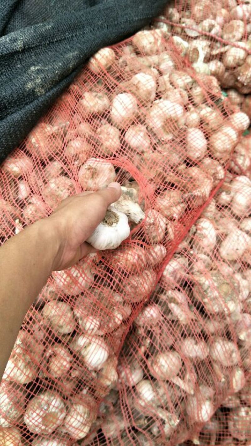 大蒜