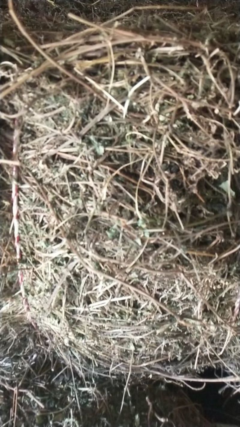 绞股蓝野生，绞股蓝根大量批发供应一手货源