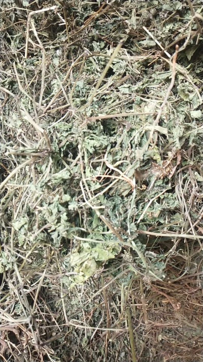 绞股蓝野生，绞股蓝根大量批发供应一手货源