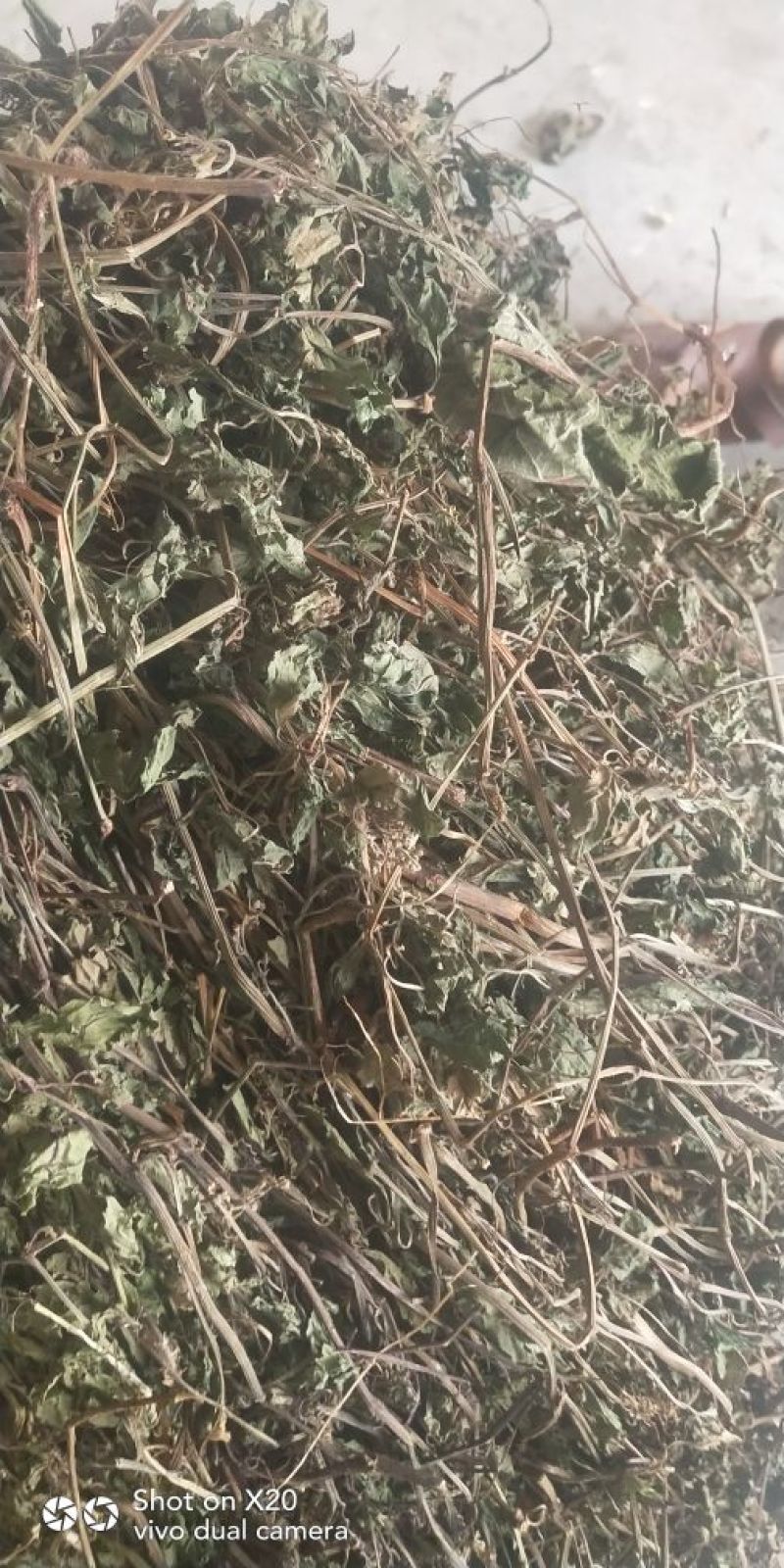 绞股蓝野生，绞股蓝根大量批发供应一手货源