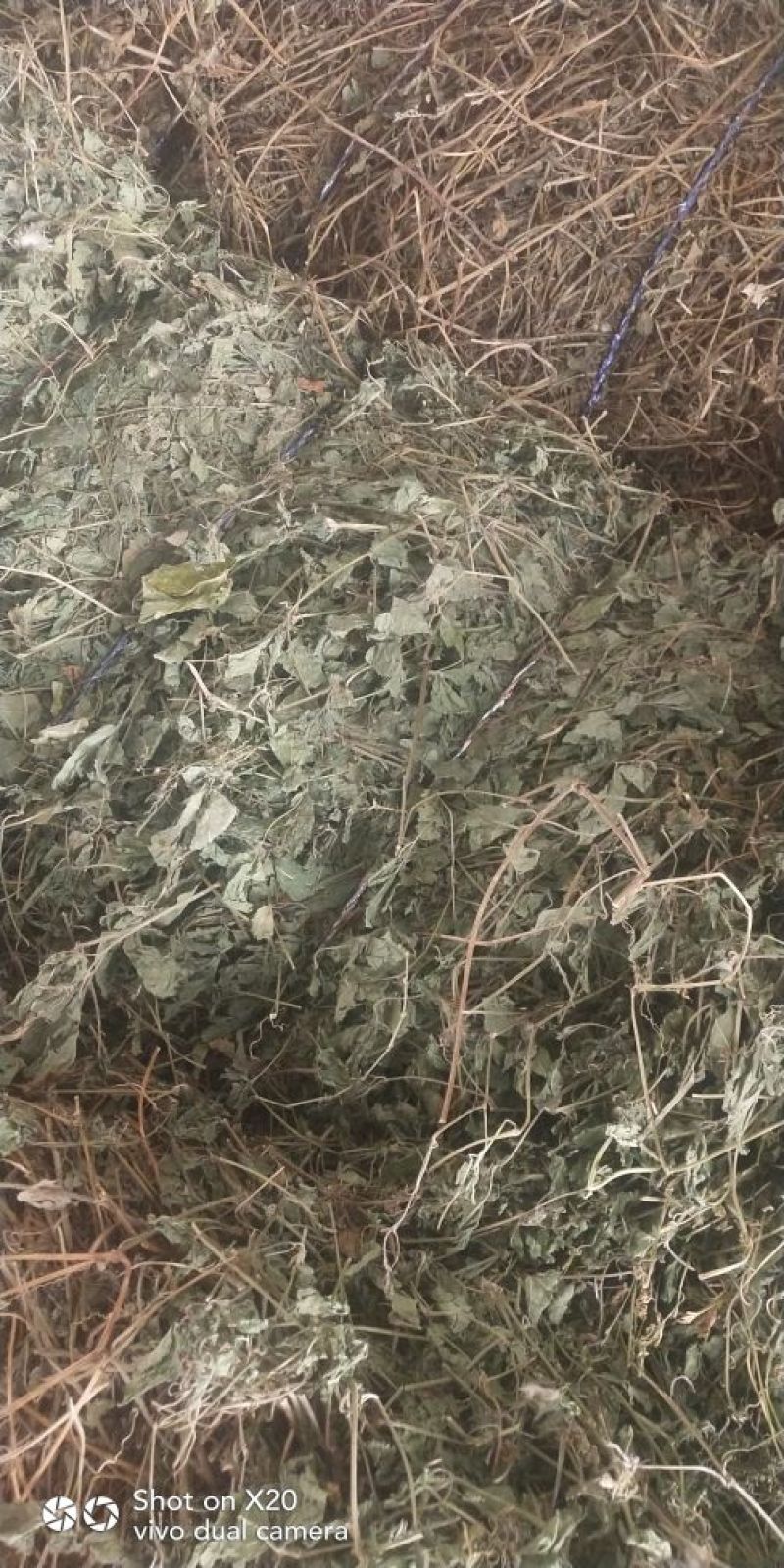 绞股蓝野生，绞股蓝根大量批发供应一手货源