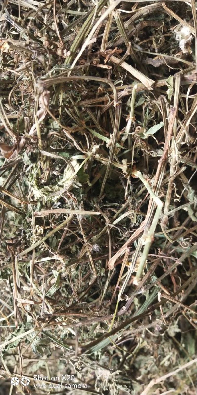 绞股蓝野生，绞股蓝根大量批发供应一手货源