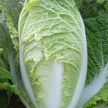 白菜