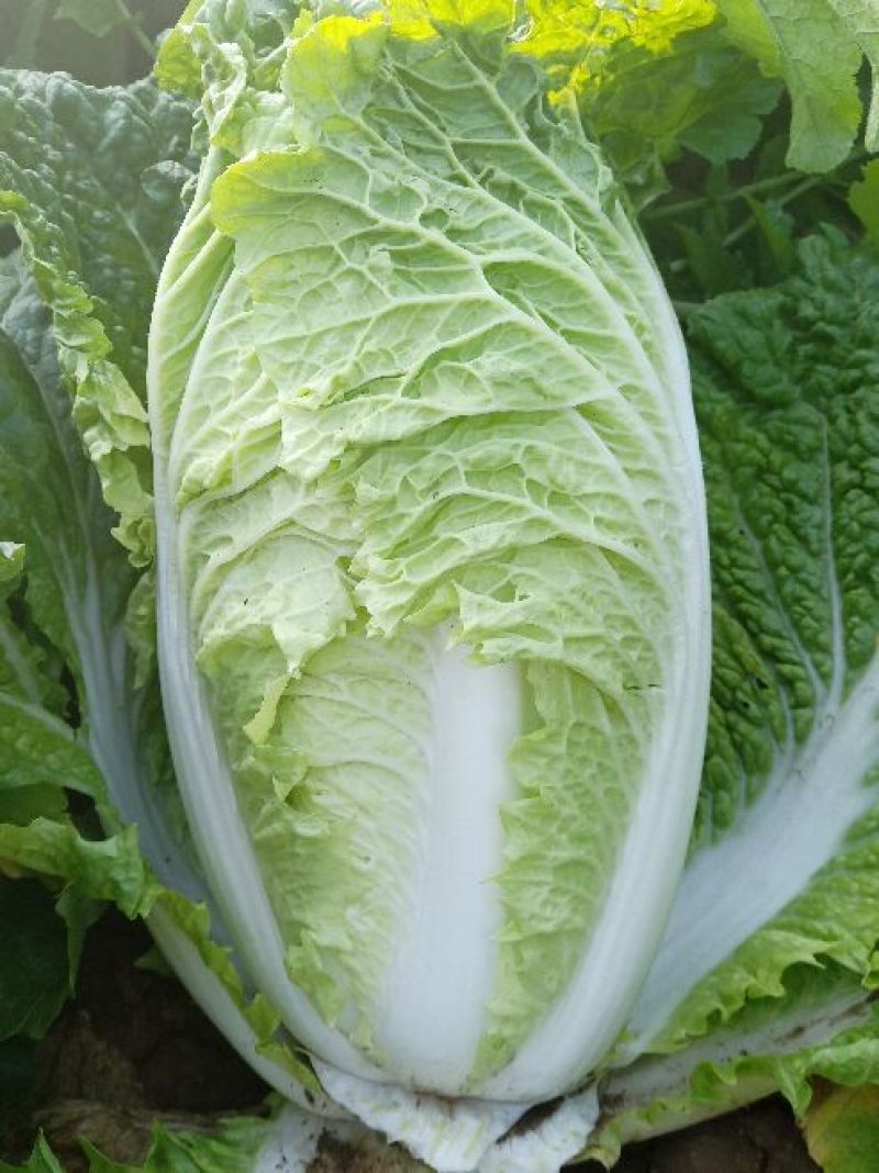 白菜