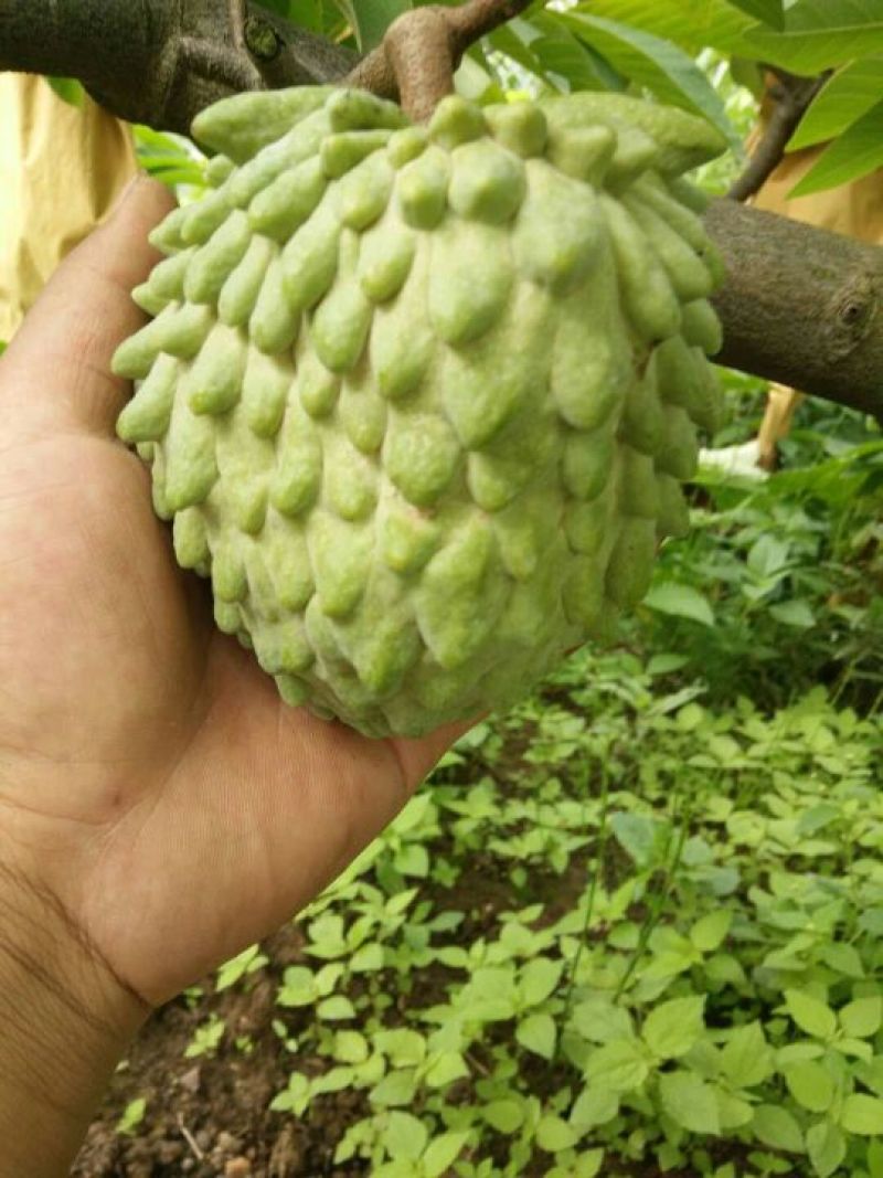 大量台凤梨释迦果