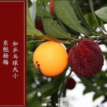 仙居东魁杨梅