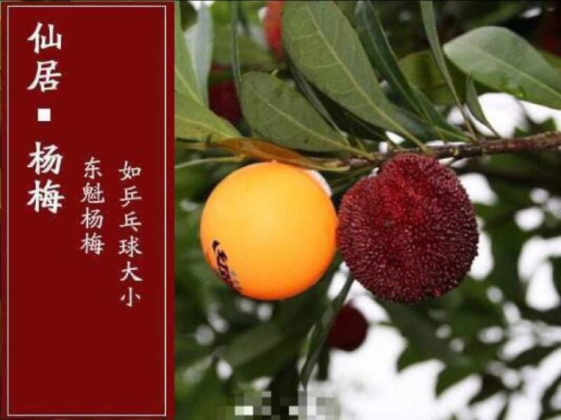 仙居东魁杨梅