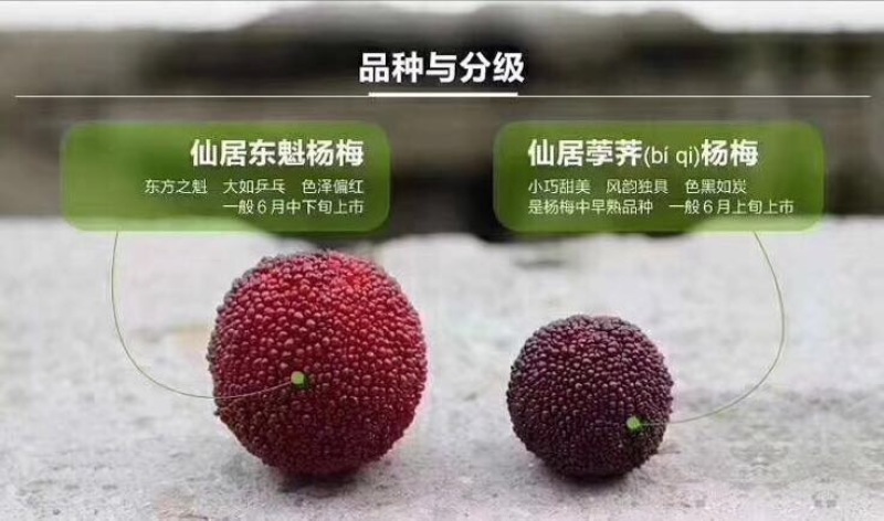 仙居东魁杨梅
