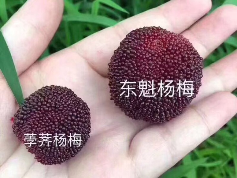 仙居东魁杨梅