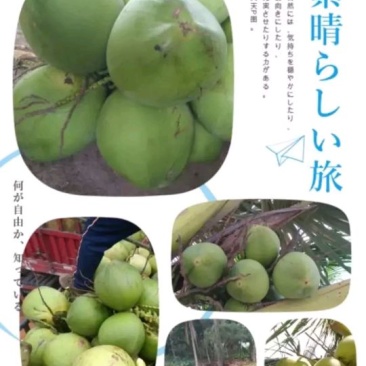 海南椰子
