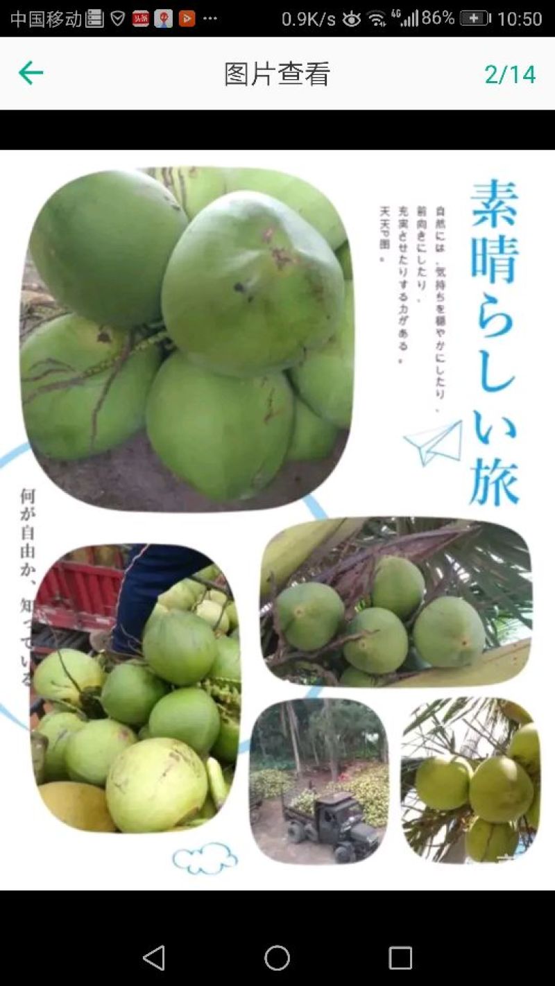 海南椰子
