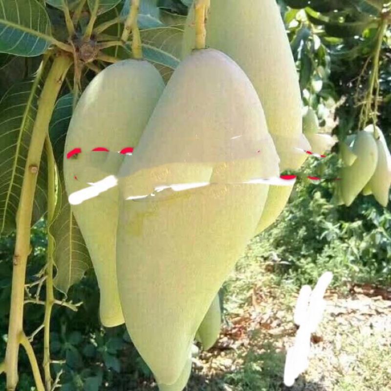 芒果苗1~1.5m