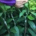 芒果苗1~1.5m
