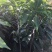 芒果苗1~1.5m