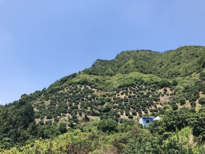 仙居荸荠杨梅