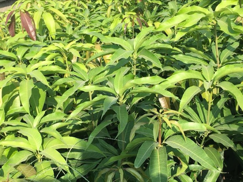 芒果苗1~1.5m