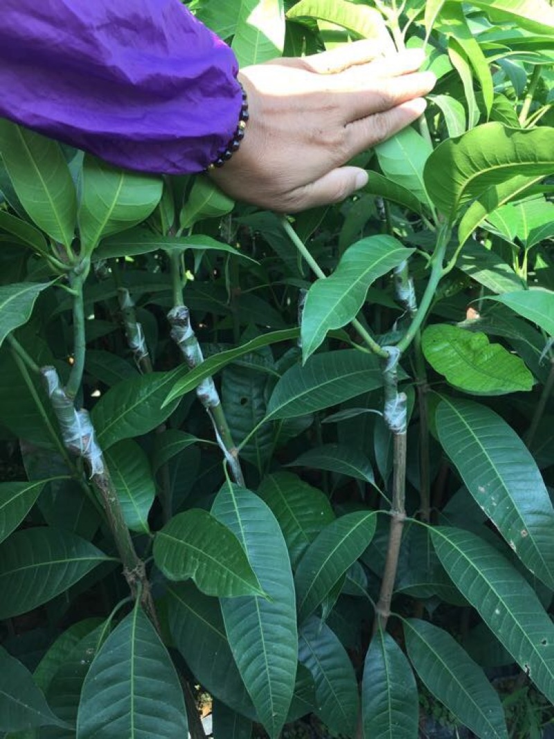 芒果苗1~1.5m
