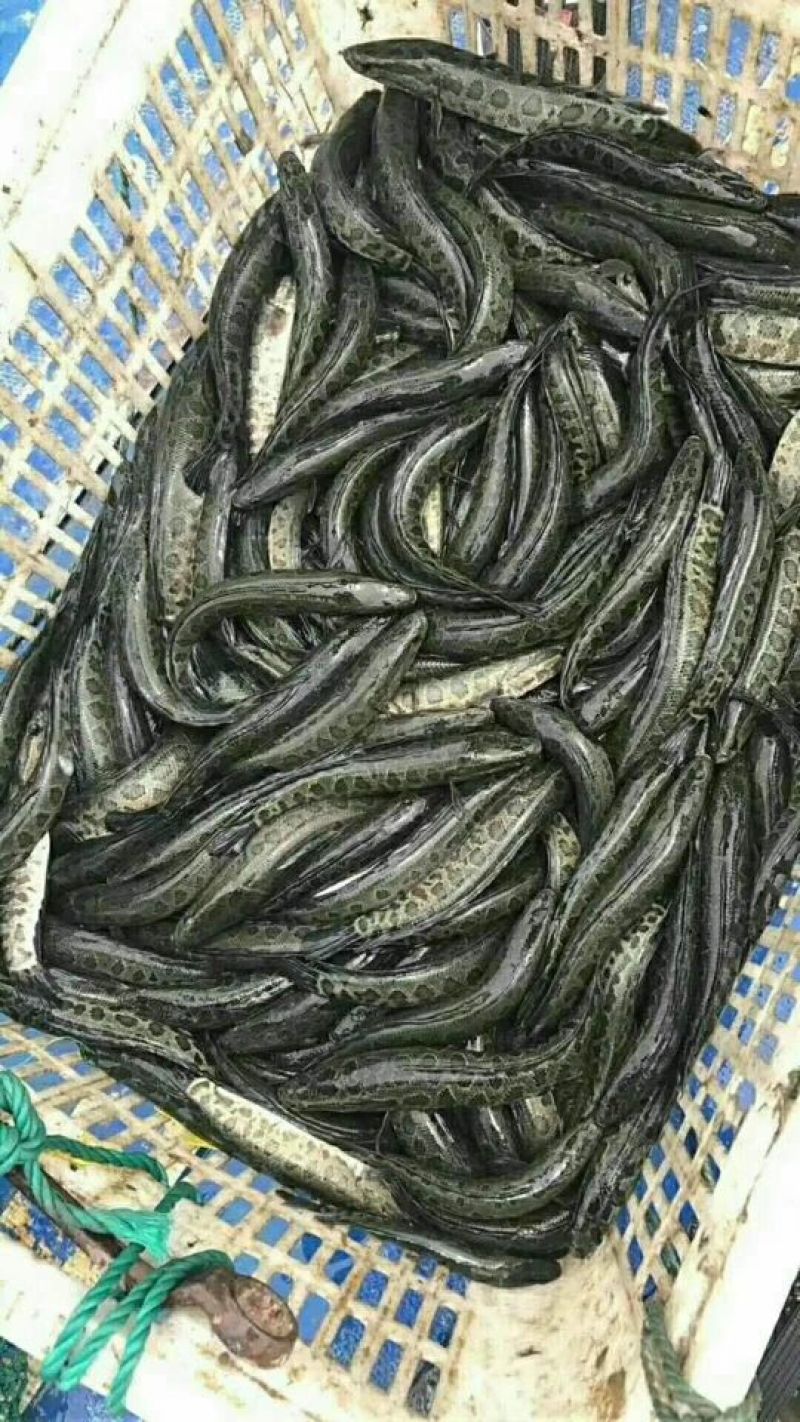 黑鱼苗