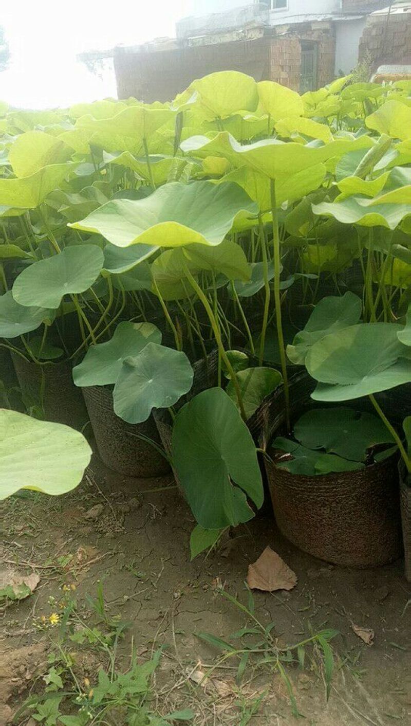 荷花供应大量