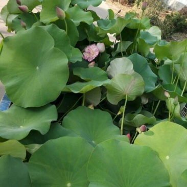 荷花供应大量