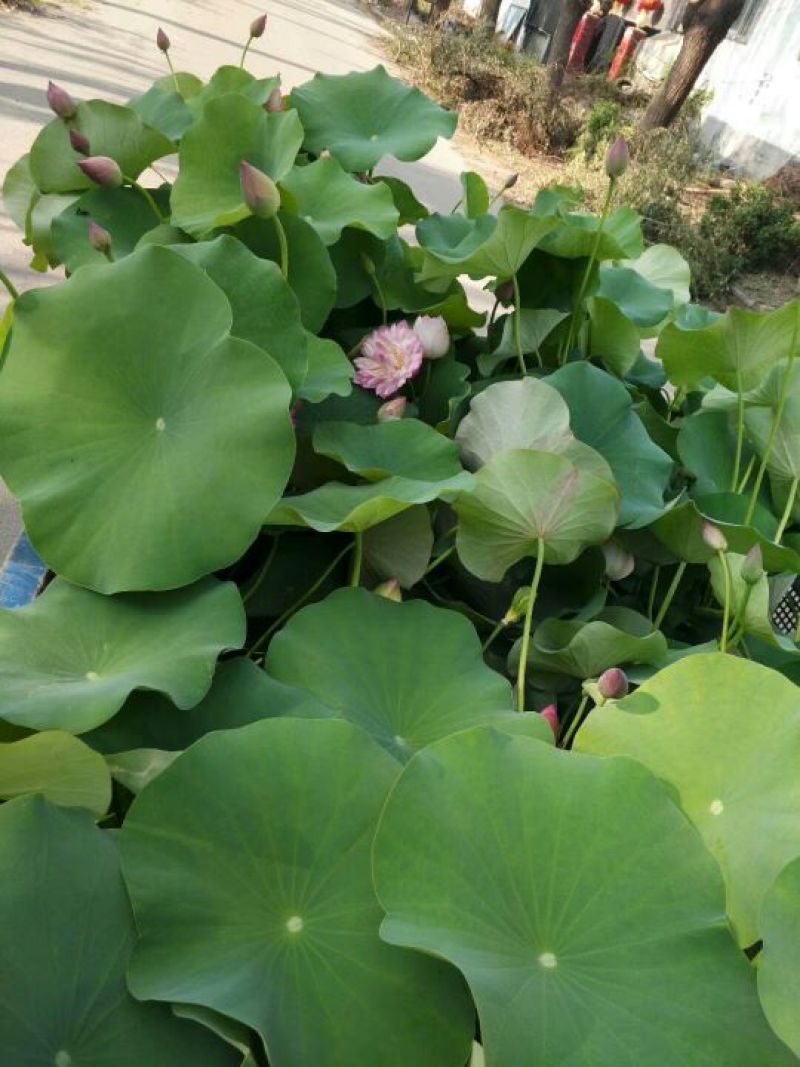 荷花供应大量