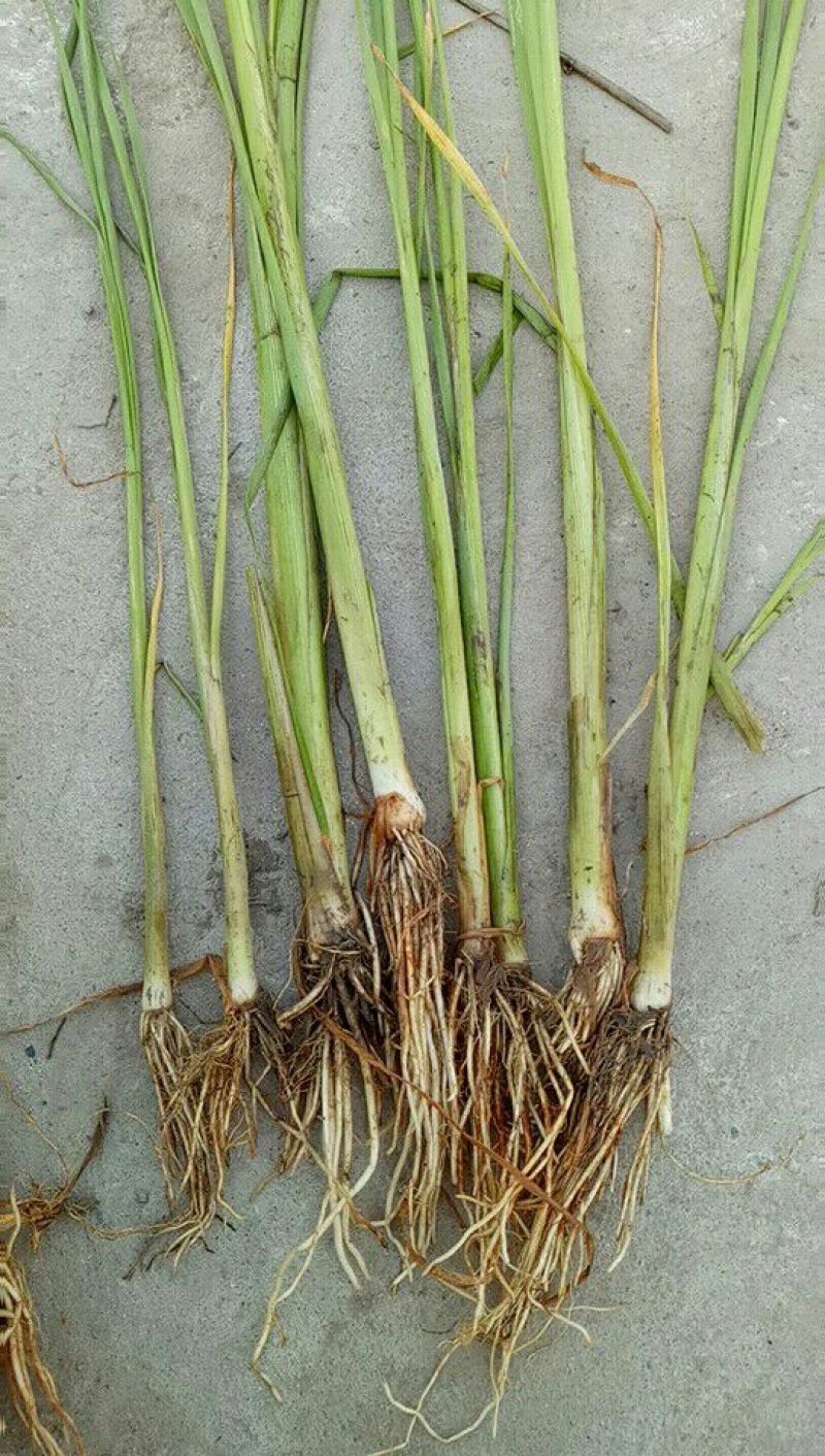 荷花供应大量