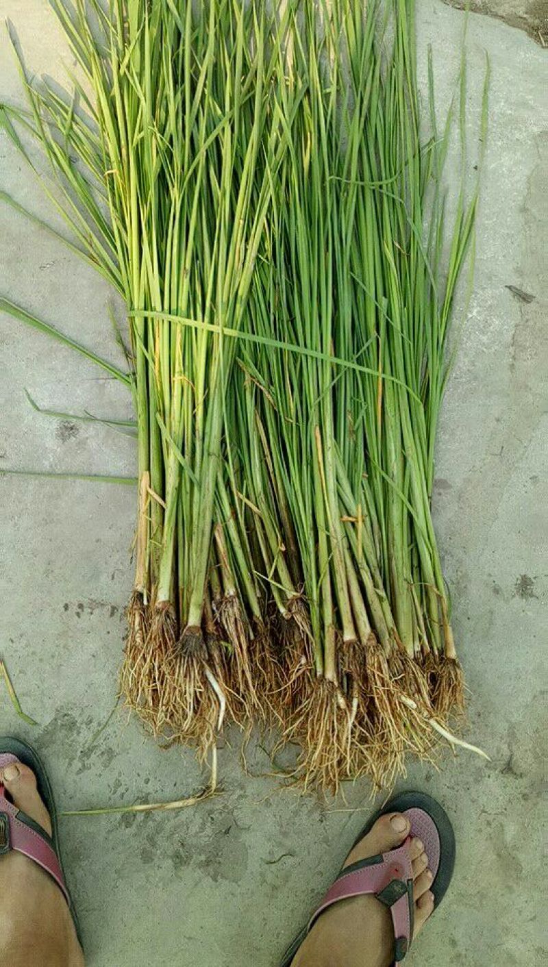荷花供应大量
