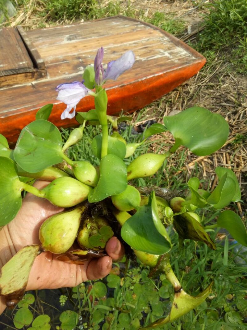 荷花供应大量