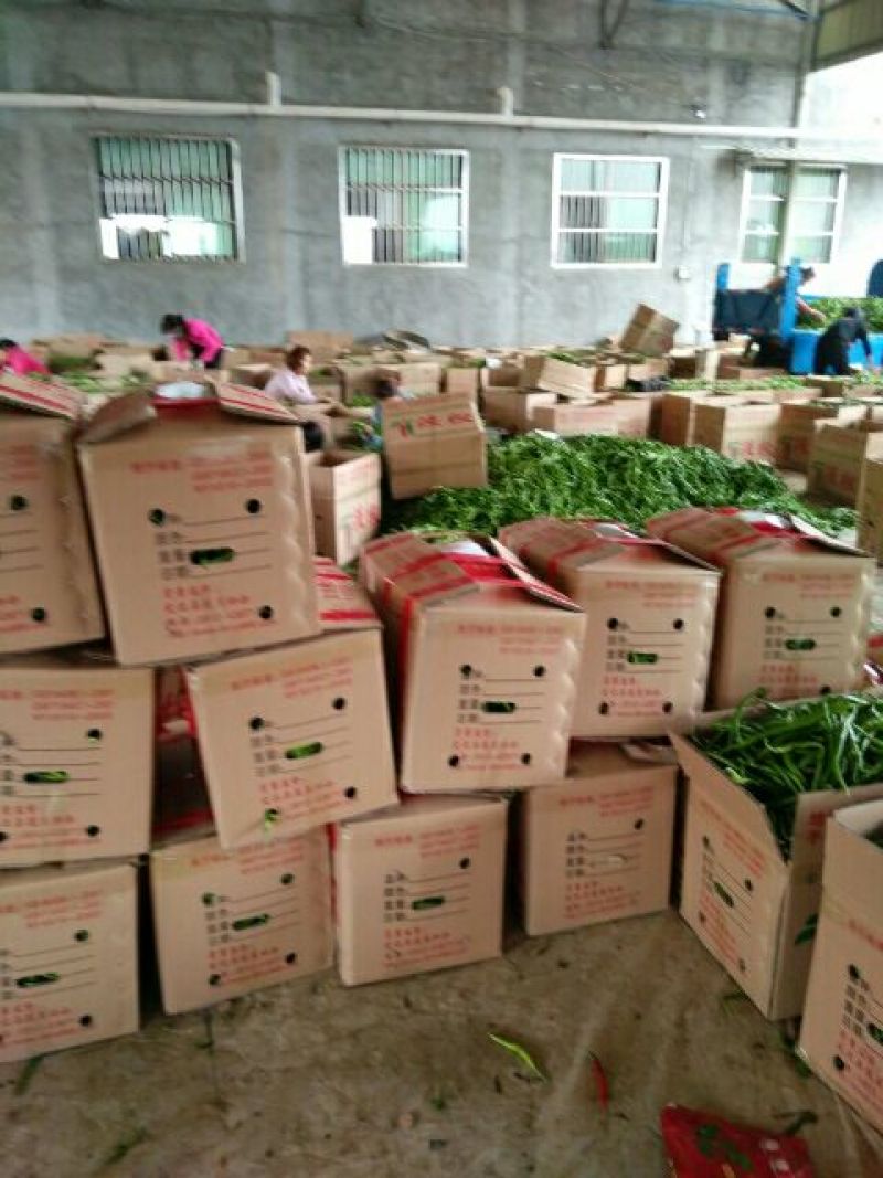 陕西优质辣椒，基地种植，品种全，亮度好，远销全国各地