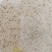 白对虾虾苗