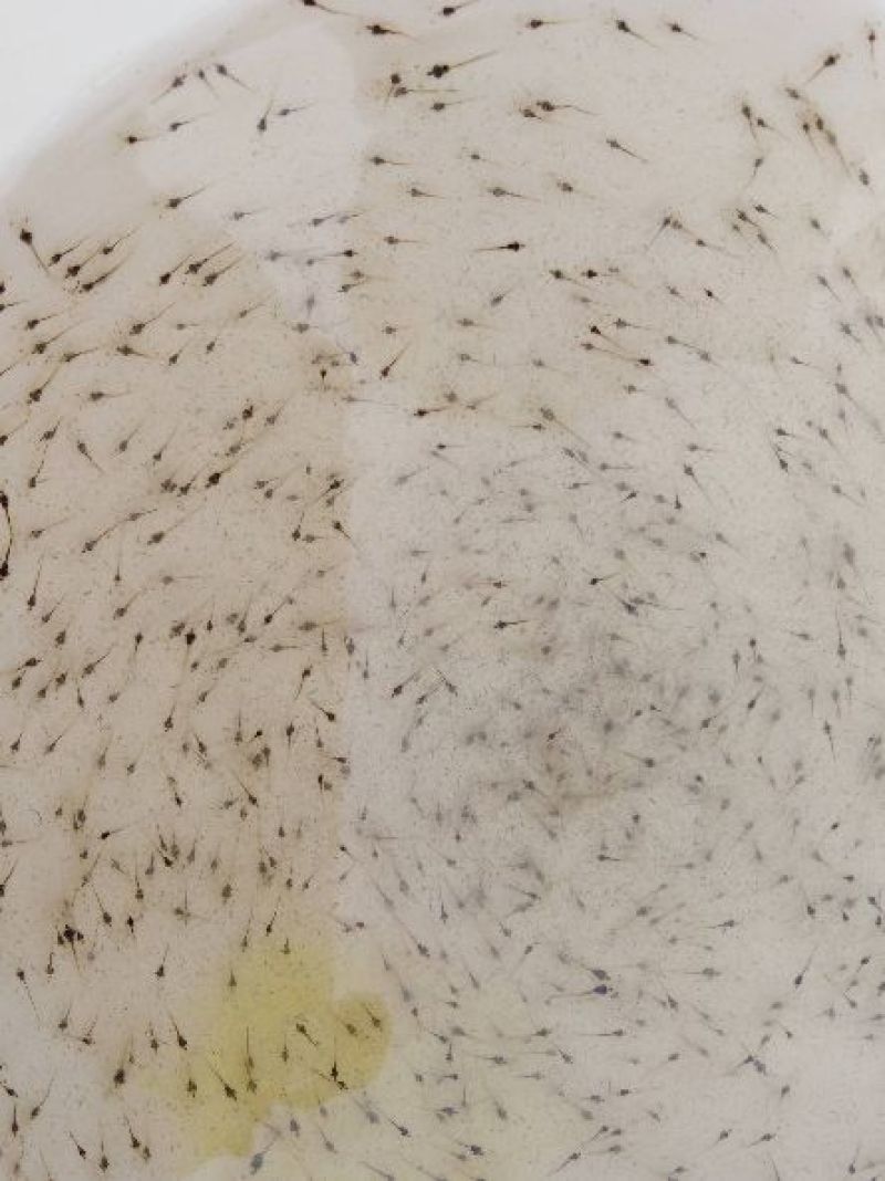 白对虾虾苗