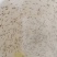 白对虾虾苗