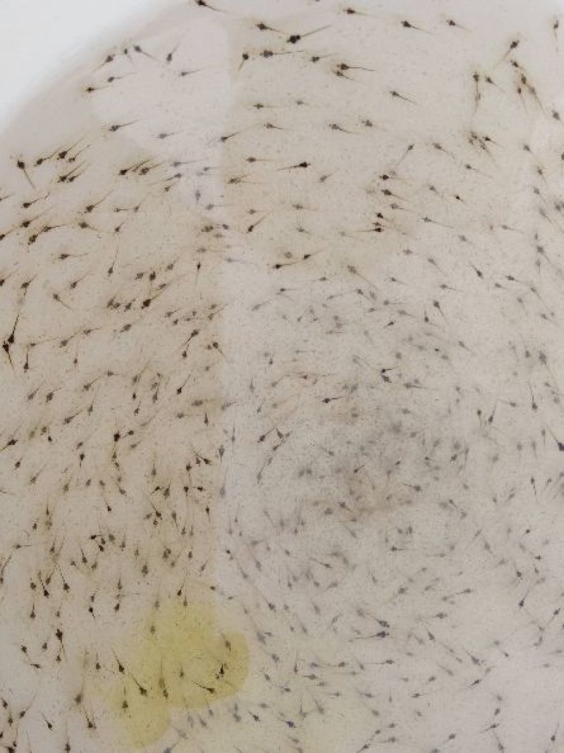 白对虾虾苗