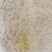 白对虾虾苗