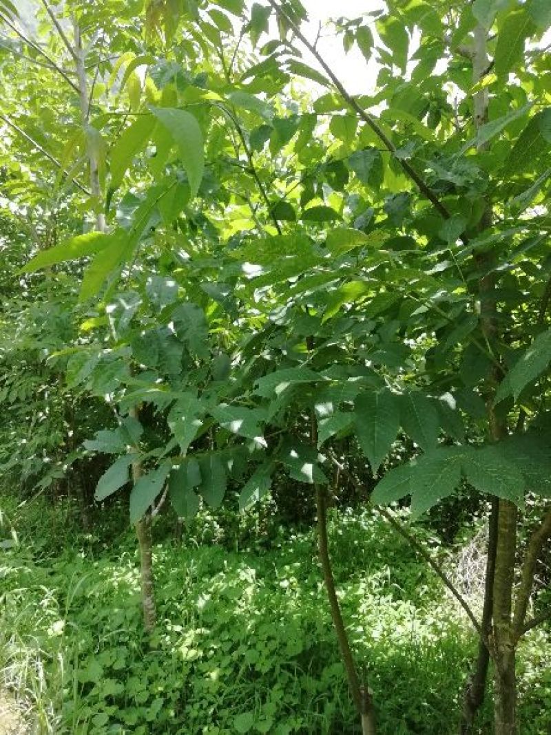 泡核桃苗，铁核桃苗