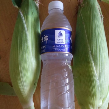白甜糯，彩甜糯。