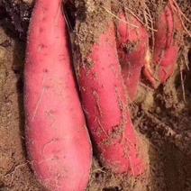 正宗的漳浦六鳌沙地红薯，