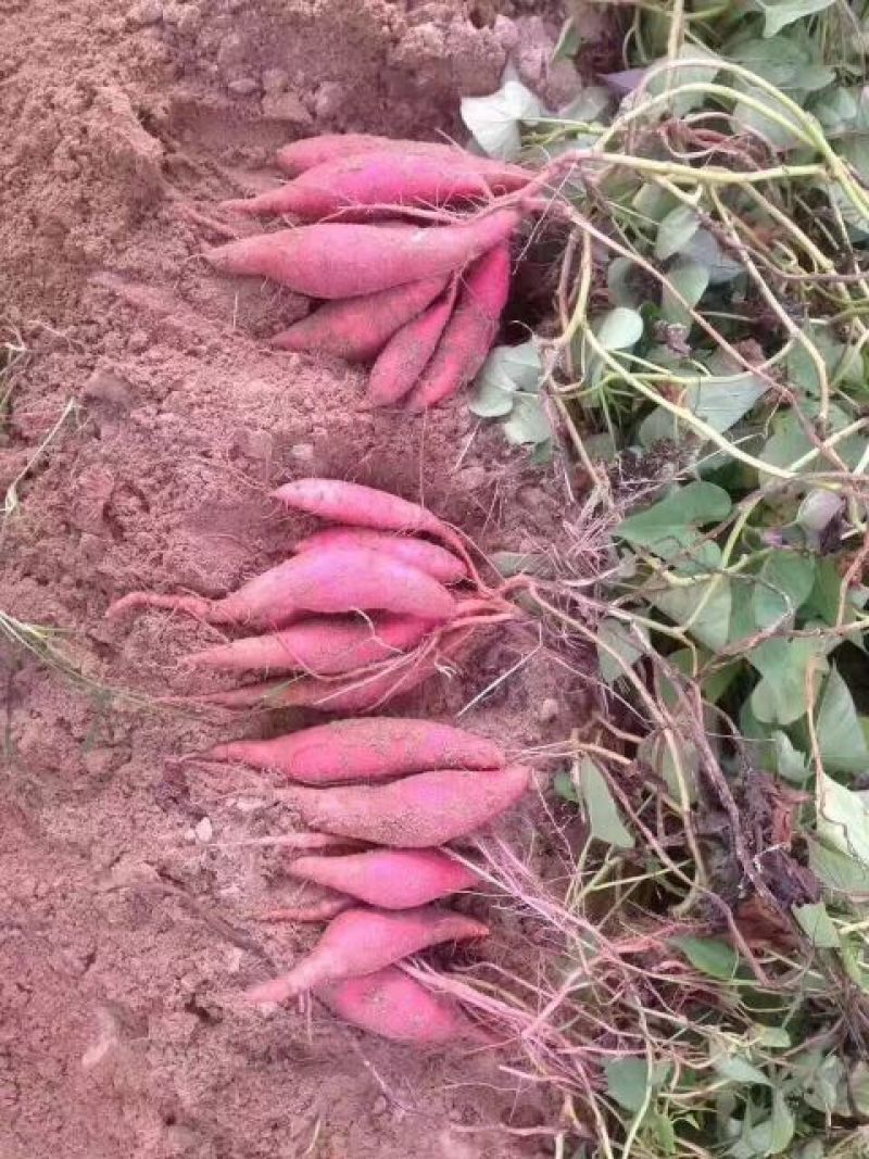 正宗的漳浦六鳌沙地红薯，