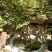供应映山红盆景素桩