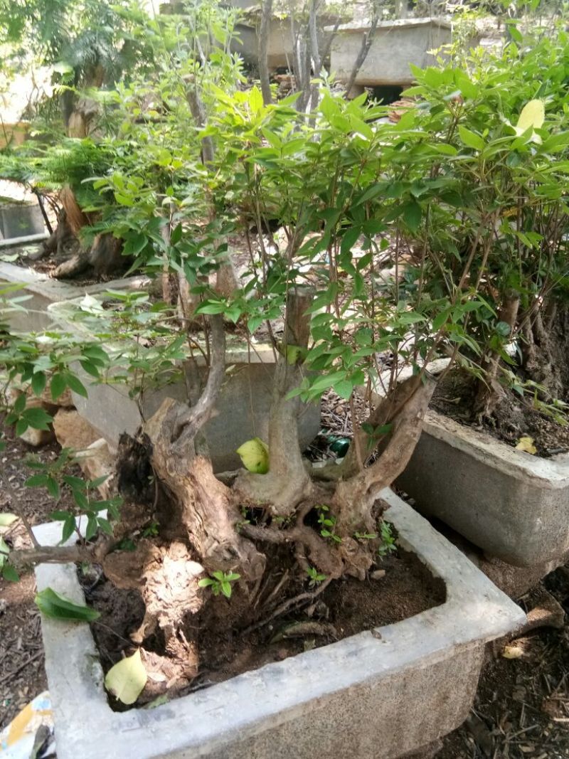 供应映山红盆景素桩