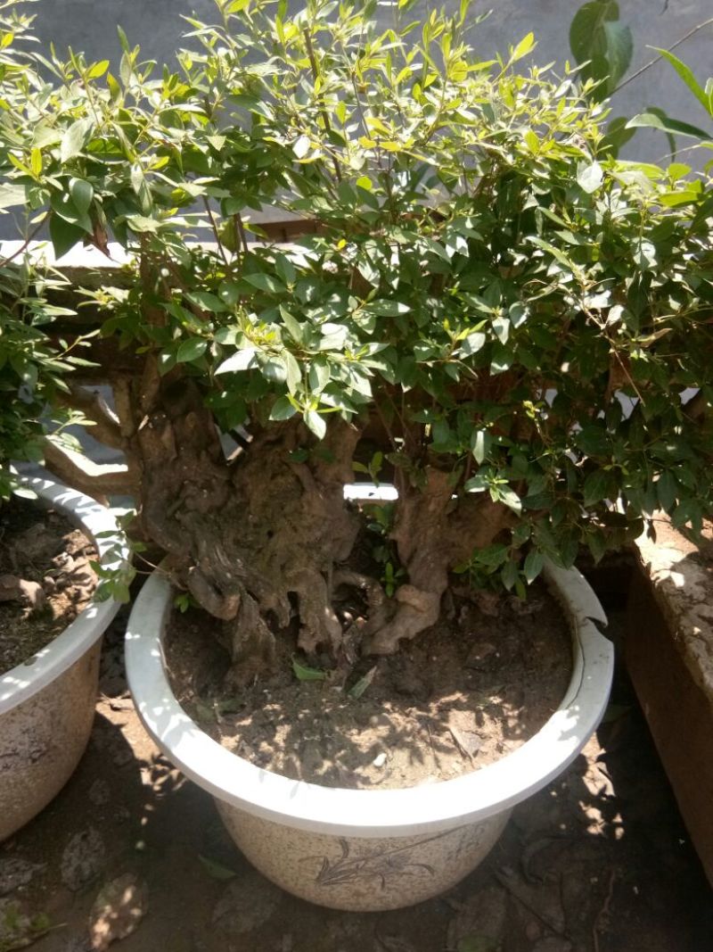 供应映山红盆景素桩