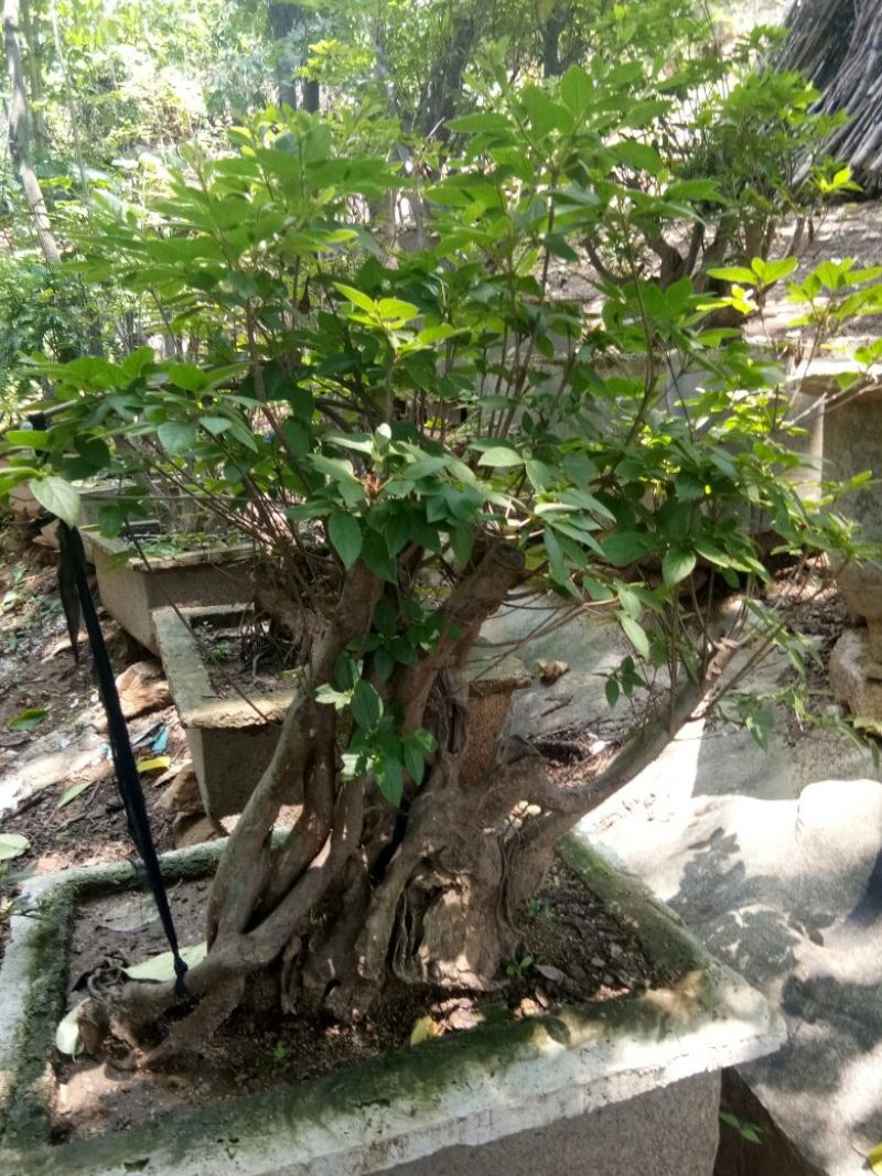 供应映山红盆景素桩